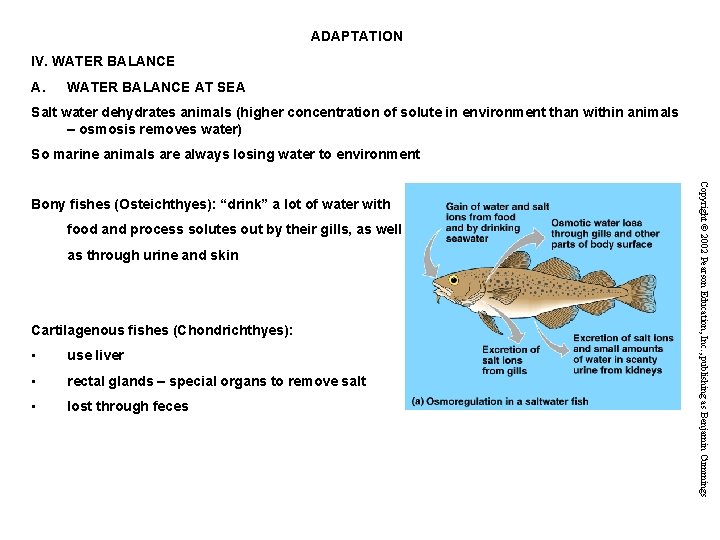 ADAPTATION IV. WATER BALANCE AT SEA Salt water dehydrates animals (higher concentration of solute