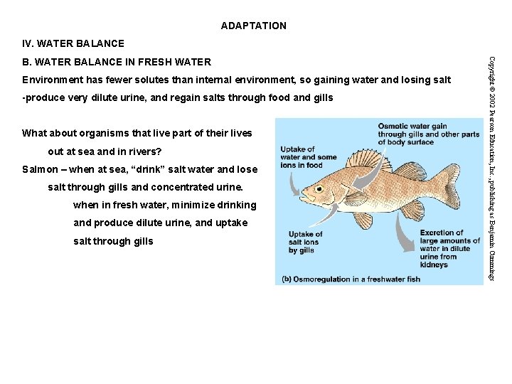 ADAPTATION IV. WATER BALANCE Environment has fewer solutes than internal environment, so gaining water