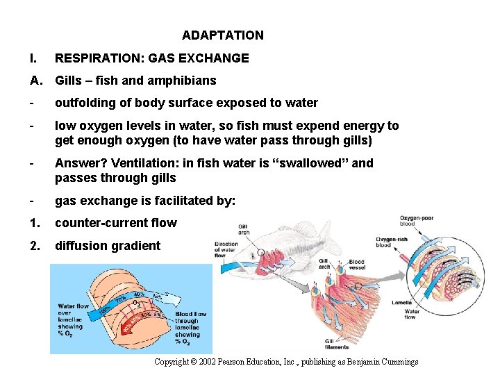 ADAPTATION I. RESPIRATION: GAS EXCHANGE A. Gills – fish and amphibians - outfolding of