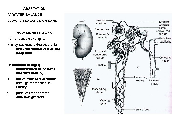 ADAPTATION IV. WATER BALANCE C. WATER BALANCE ON LAND HOW KIDNEYS WORK humans as