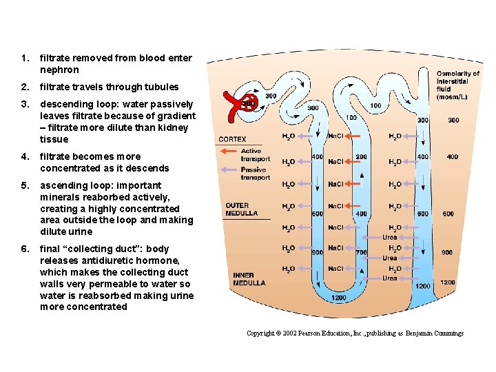 1. filtrate removed from blood enter nephron 2. filtrate travels through tubules 3. descending