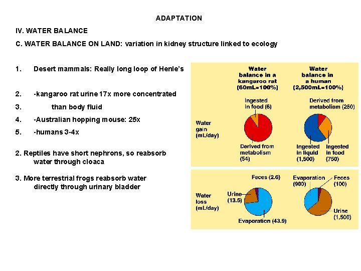 ADAPTATION IV. WATER BALANCE C. WATER BALANCE ON LAND: variation in kidney structure linked