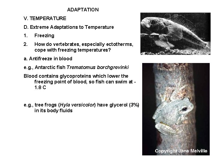 ADAPTATION V. TEMPERATURE D. Extreme Adaptations to Temperature 1. Freezing 2. How do vertebrates,