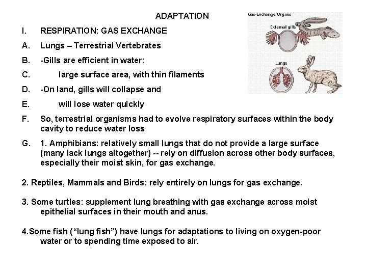 ADAPTATION I. RESPIRATION: GAS EXCHANGE A. Lungs – Terrestrial Vertebrates B. -Gills are efficient