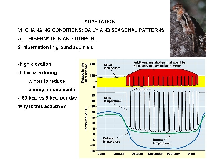 ADAPTATION VI. CHANGING CONDITIONS: DAILY AND SEASONAL PATTERNS A. HIBERNATION AND TORPOR 2. hibernation