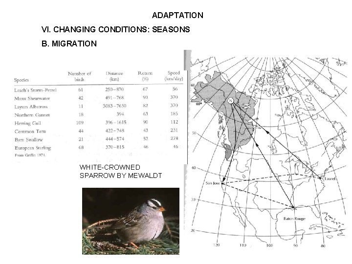 ADAPTATION VI. CHANGING CONDITIONS: SEASONS B. MIGRATION WHITE-CROWNED SPARROW BY MEWALDT 