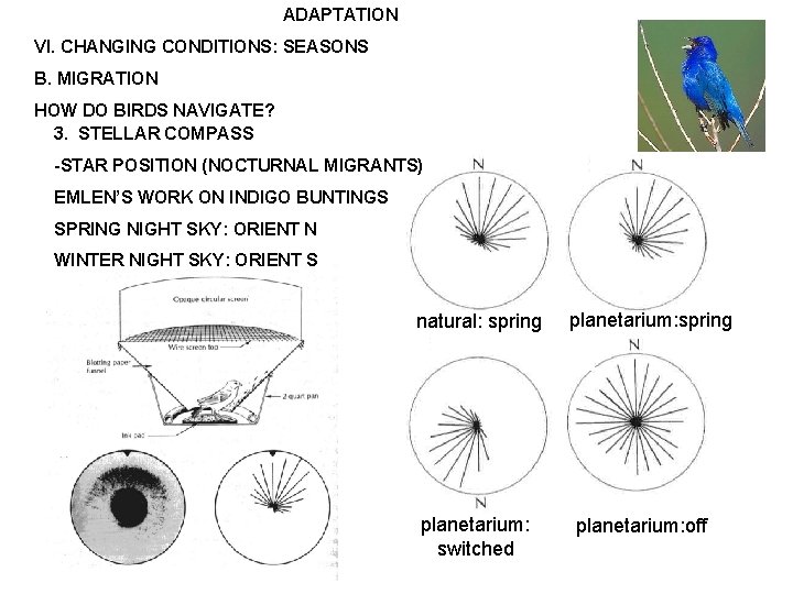 ADAPTATION VI. CHANGING CONDITIONS: SEASONS B. MIGRATION HOW DO BIRDS NAVIGATE? 3. STELLAR COMPASS