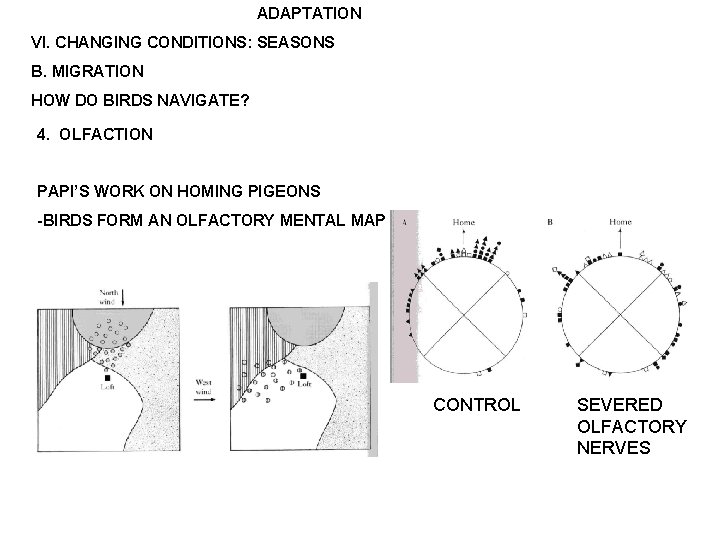 ADAPTATION VI. CHANGING CONDITIONS: SEASONS B. MIGRATION HOW DO BIRDS NAVIGATE? 4. OLFACTION PAPI’S