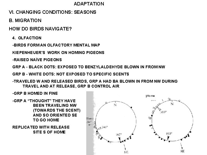 ADAPTATION VI. CHANGING CONDITIONS: SEASONS B. MIGRATION HOW DO BIRDS NAVIGATE? 4. OLFACTION -BIRDS