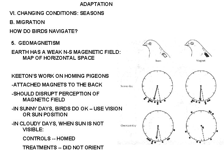 ADAPTATION VI. CHANGING CONDITIONS: SEASONS B. MIGRATION HOW DO BIRDS NAVIGATE? 5. GEOMAGNETISM EARTH
