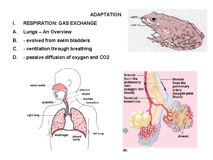 ADAPTATION I. RESPIRATION: GAS EXCHANGE A. Lungs – An Overview B. - evolved from