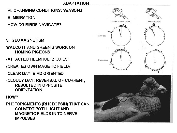 ADAPTATION VI. CHANGING CONDITIONS: SEASONS B. MIGRATION HOW DO BIRDS NAVIGATE? 5. GEOMAGNETISM WALCOTT