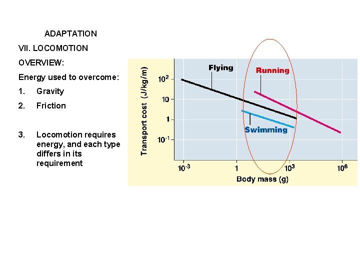 ADAPTATION VII. LOCOMOTION OVERVIEW: Energy used to overcome: 1. Gravity 2. Friction 3. Locomotion