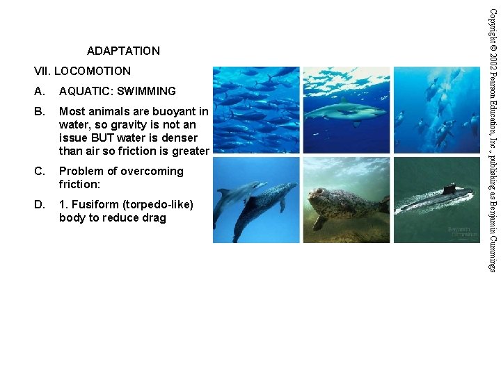 VII. LOCOMOTION A. AQUATIC: SWIMMING B. Most animals are buoyant in water, so gravity