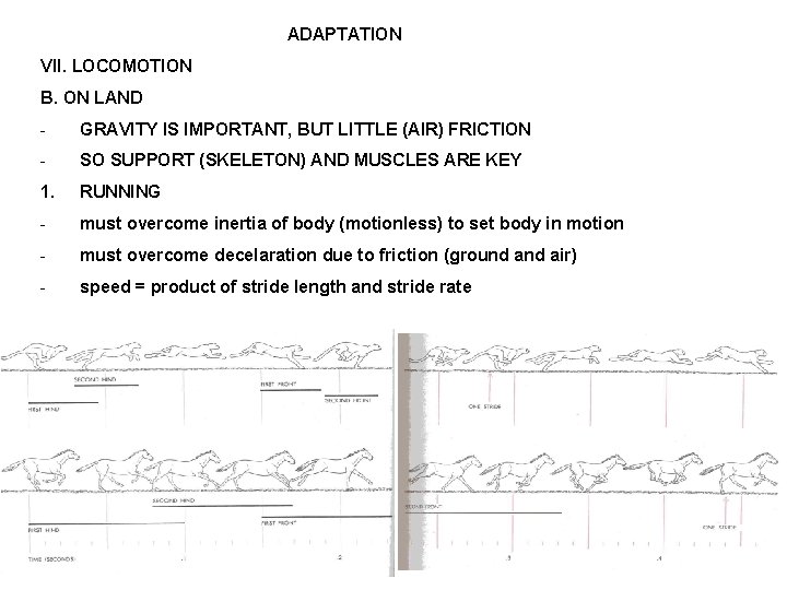 ADAPTATION VII. LOCOMOTION B. ON LAND - GRAVITY IS IMPORTANT, BUT LITTLE (AIR) FRICTION