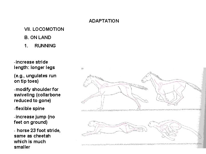 ADAPTATION VII. LOCOMOTION B. ON LAND 1. RUNNING -increase stride length: longer legs (e.
