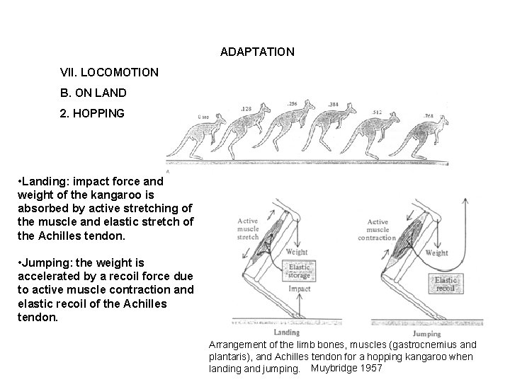 ADAPTATION VII. LOCOMOTION B. ON LAND 2. HOPPING • Landing: impact force and weight