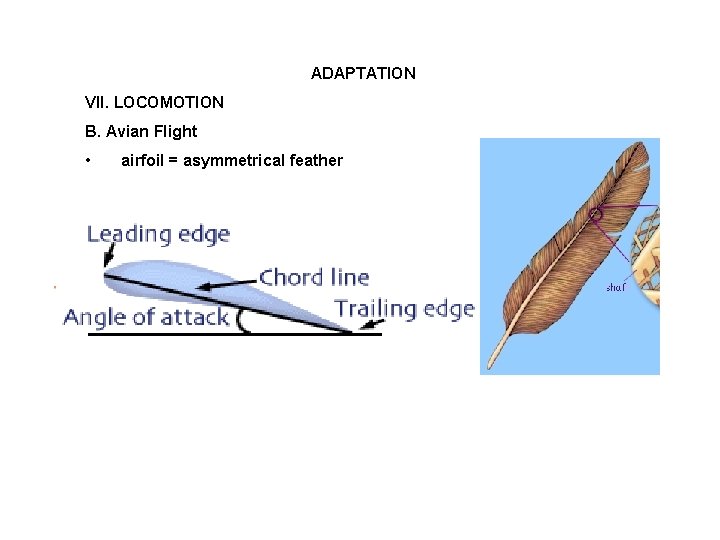 ADAPTATION VII. LOCOMOTION B. Avian Flight • airfoil = asymmetrical feather 