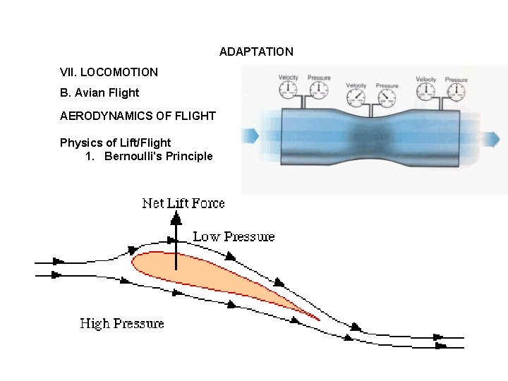 ADAPTATION VII. LOCOMOTION B. Avian Flight AERODYNAMICS OF FLIGHT Physics of Lift/Flight 1. Bernoulli's