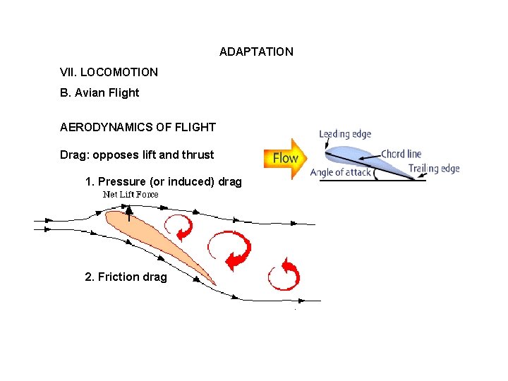 ADAPTATION VII. LOCOMOTION B. Avian Flight AERODYNAMICS OF FLIGHT Drag: opposes lift and thrust