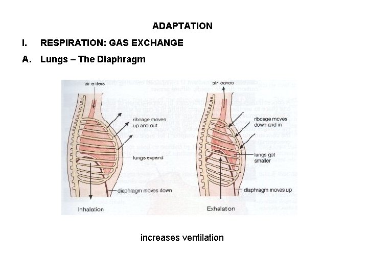 ADAPTATION I. RESPIRATION: GAS EXCHANGE A. Lungs – The Diaphragm increases ventilation 