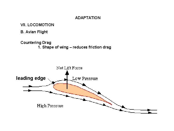 ADAPTATION VII. LOCOMOTION B. Avian Flight Countering Drag 1. Shape of wing – reduces