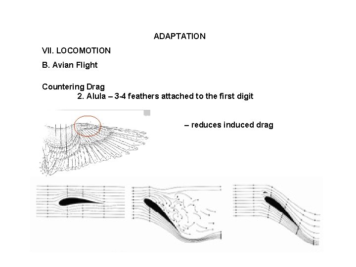 ADAPTATION VII. LOCOMOTION B. Avian Flight Countering Drag 2. Alula – 3 -4 feathers