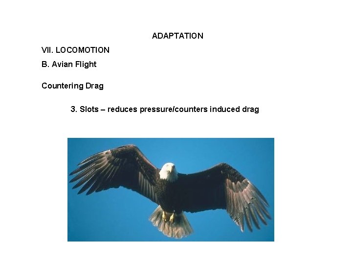 ADAPTATION VII. LOCOMOTION B. Avian Flight Countering Drag 3. Slots – reduces pressure/counters induced