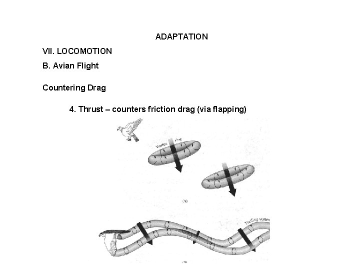 ADAPTATION VII. LOCOMOTION B. Avian Flight Countering Drag 4. Thrust – counters friction drag