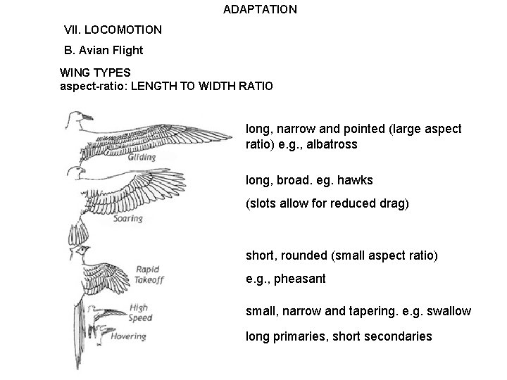 ADAPTATION VII. LOCOMOTION B. Avian Flight WING TYPES aspect-ratio: LENGTH TO WIDTH RATIO long,
