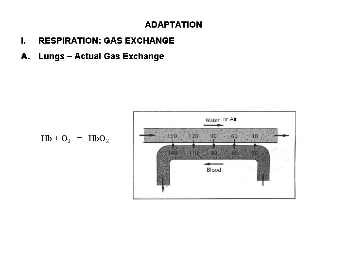 ADAPTATION I. RESPIRATION: GAS EXCHANGE A. Lungs – Actual Gas Exchange or Air Hb