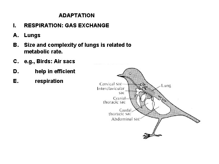 ADAPTATION I. RESPIRATION: GAS EXCHANGE A. Lungs B. Size and complexity of lungs is