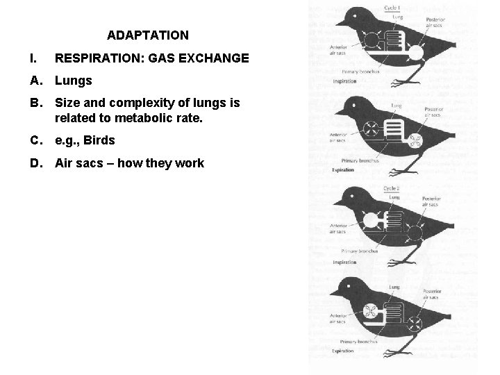 ADAPTATION I. RESPIRATION: GAS EXCHANGE A. Lungs B. Size and complexity of lungs is