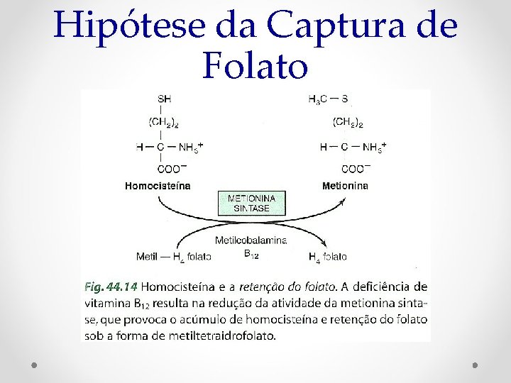 Hipótese da Captura de Folato 