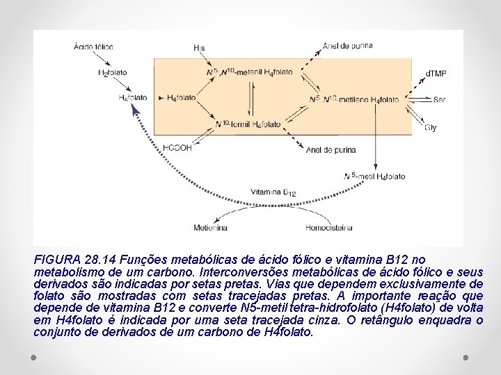FIGURA 28. 14 Funções metabólicas de ácido fólico e vitamina B 12 no metabolismo
