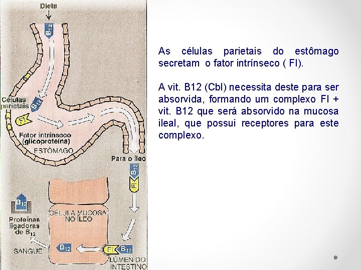 As células parietais do estômago secretam o fator intrínseco ( FI). A vit. B