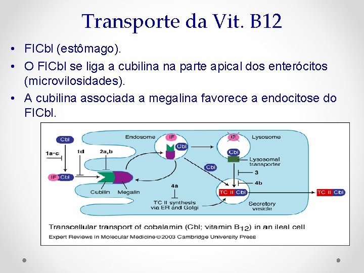 Transporte da Vit. B 12 • FICbl (estômago). • O FICbl se liga a