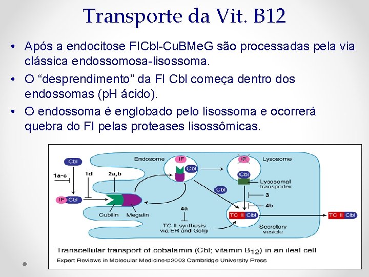 Transporte da Vit. B 12 • Após a endocitose FICbl-Cu. BMe. G são processadas