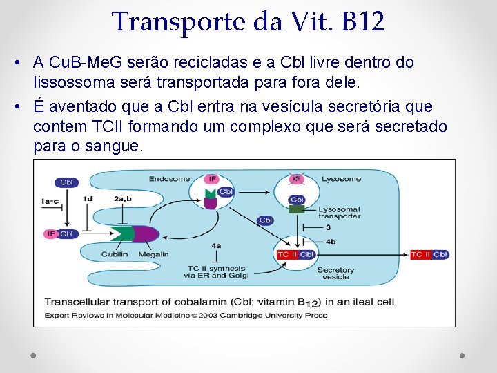 Transporte da Vit. B 12 • A Cu. B-Me. G serão recicladas e a
