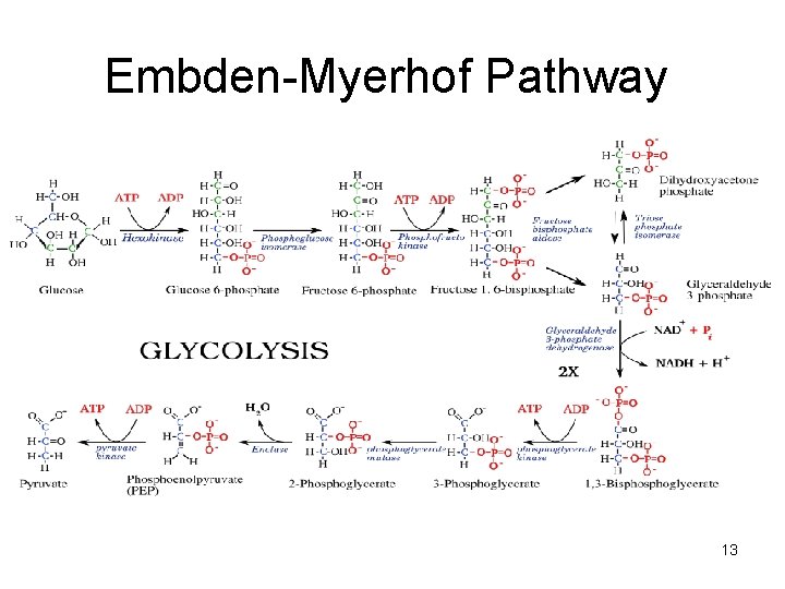 Embden-Myerhof Pathway 13 