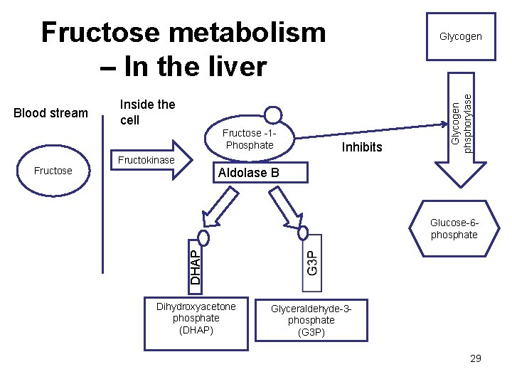 Fructose metabolism – In the liver Inside the cell Fructose -1 Phosphate Aldolase B
