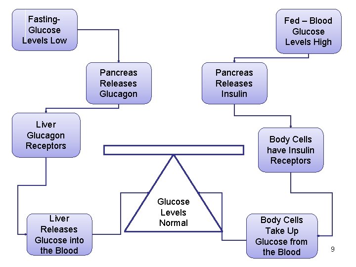 Fasting. Glucose Levels Low Fed – Blood Glucose Levels High Pancreas Releases Glucagon Pancreas