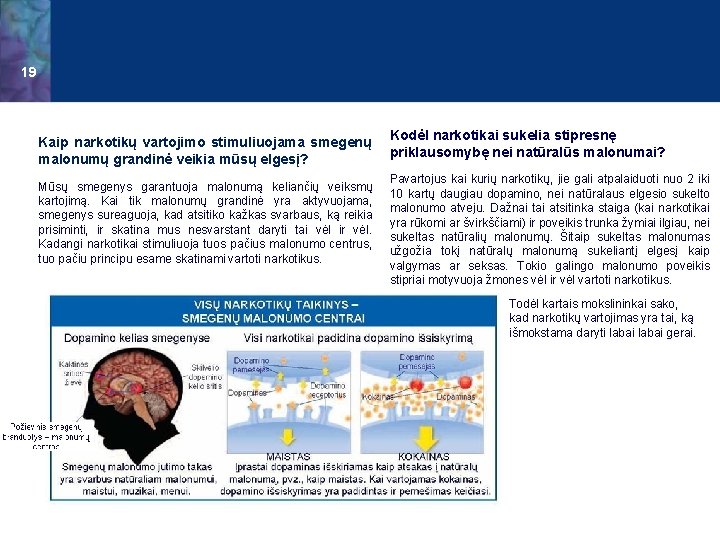 19 Kaip narkotikų vartojimo stimuliuojama smegenų malonumų grandinė veikia mūsų elgesį? Mūsų smegenys garantuoja