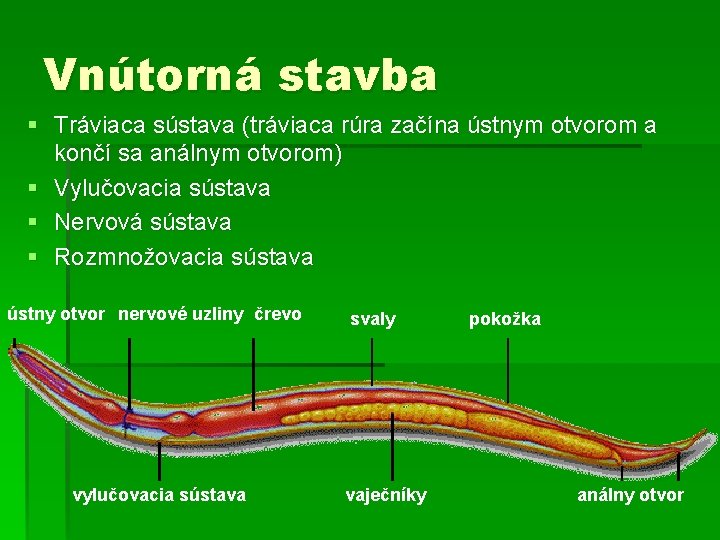 Vnútorná stavba § Tráviaca sústava (tráviaca rúra začína ústnym otvorom a končí sa análnym