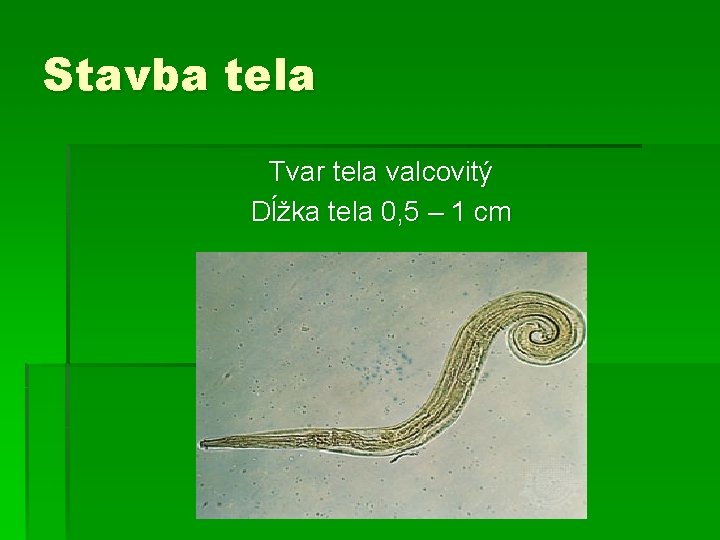 Stavba tela Tvar tela valcovitý Dĺžka tela 0, 5 – 1 cm 