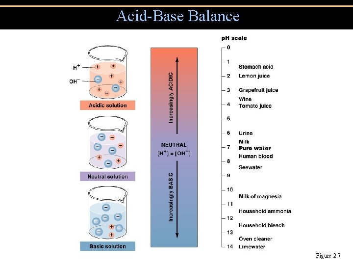 Acid-Base Balance Figure 2. 7 