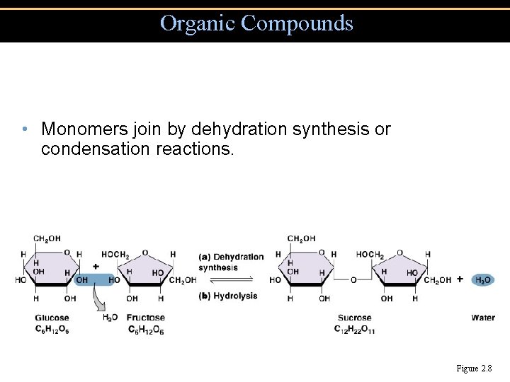 Organic Compounds • Monomers join by dehydration synthesis or condensation reactions. Figure 2. 8