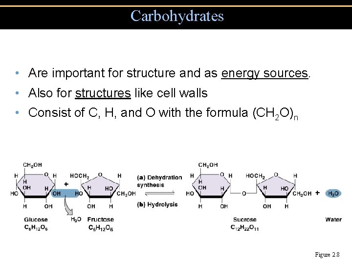 Carbohydrates • Are important for structure and as energy sources. • Also for structures