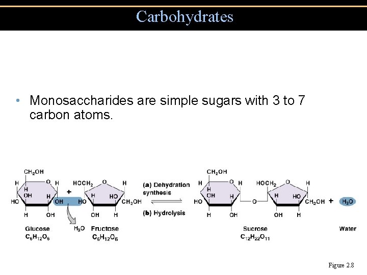 Carbohydrates • Monosaccharides are simple sugars with 3 to 7 carbon atoms. Figure 2.