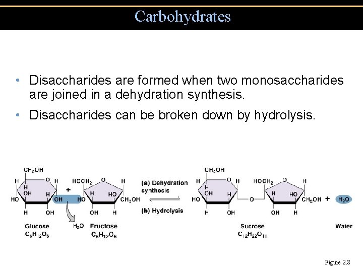 Carbohydrates • Disaccharides are formed when two monosaccharides are joined in a dehydration synthesis.